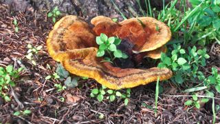 Photos : P.Aversenq